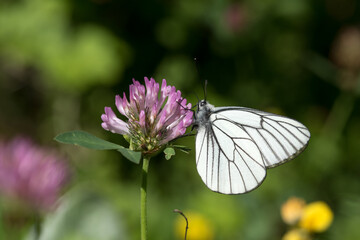 una bella farfalla di colore bianco mentre si nutre su un fiore di colore rosa