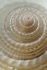 Close up of a white spiral and curly shell texture