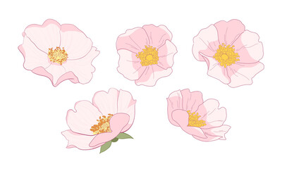 Rosa canina, briar, dog-rose hand drawing line art. Vector flower set isolated on white background. Minimalist contour drawing for design template, web banner, card, fabric or print. 