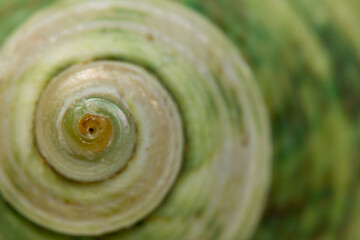 Close up of a green spiral and curly shell texture. Abstract background texture