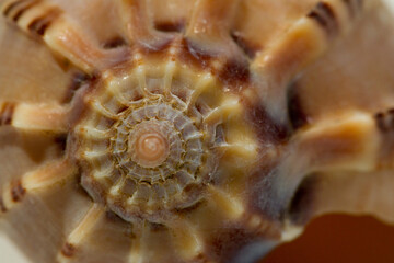 Close up of a spiral and curly shell texture, brown coloration