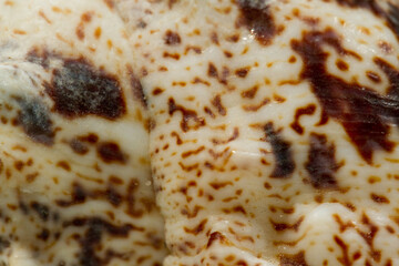 Close up of a shell texture, white with brown spots. Abstract background