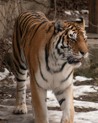 A tiger shows its teeth