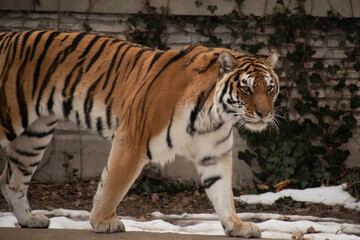 A tiger stalks around its enclosure