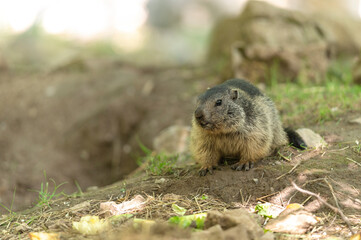 Young alpine marmot