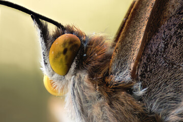 uno splendido esemplare di apatura iris appena uscita dalla crisalide