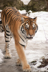 A tiger walks around its enclosure