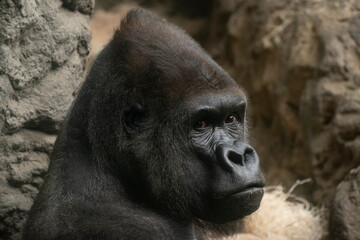 A closeup of a male gorilla © Erika