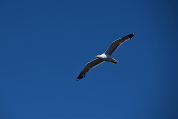Fototapeta na wymiar Seagull flying high with clear blue sky background and plenty of copy space