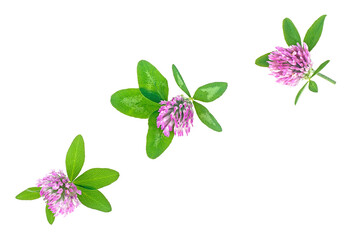 Three beautiful forest clover flowers isolated on a white background. Trefoil flowers. Medicinal herb.