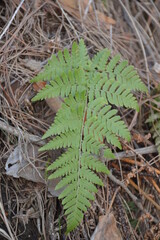 fern leaf 