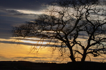 Fototapeta na wymiar sunset through the trees