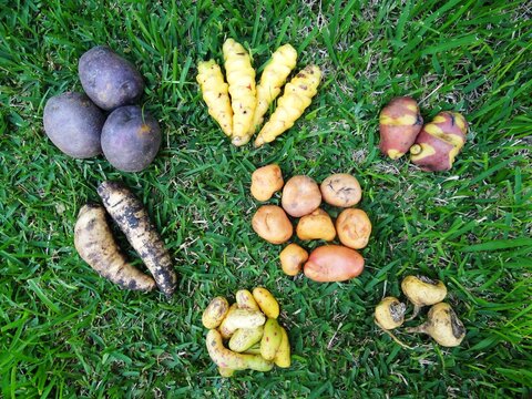 Several Peruvian tubers (Oca, Ullucus, Arracacha, Maca, Mashua, Potatos)