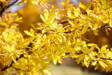 autumn maple branches with yellow leaves close up