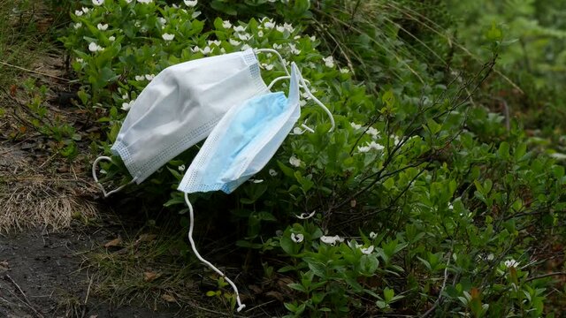 Discarded used disposable the medical masks is lying on a hummock with white small flowers.