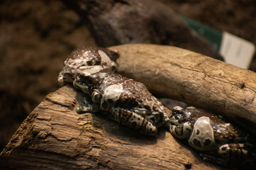 A group of black and white toads