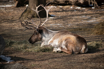 A reindeer lies down in its enclosure