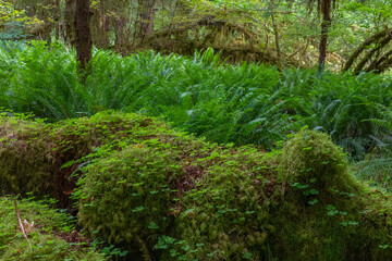 Ferns and moss in a rainforest on the Olympic Peninsula in Washington. 