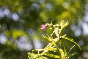 Blue thistle flower on a green background. The photo has a nice bokeh.