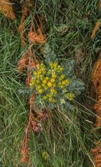 Common ragwort (Jacobaea vulgaris)  on green background. Very common wild flower. 