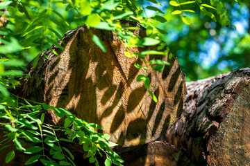 Visible section of a tree with annual rings on which are the shadows of leaves.