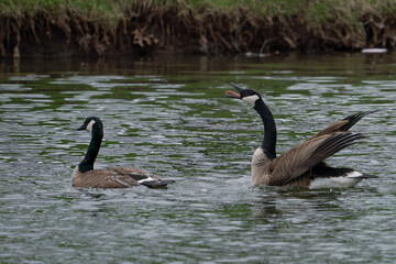 Canada geese mating season