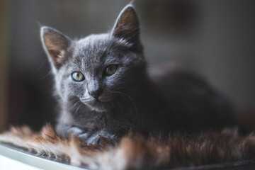 Young cute cat resting next to window.