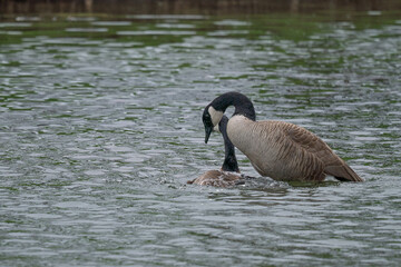 Canada geese mating season