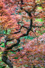 Japanese Maple at the Portland Japanese Garden