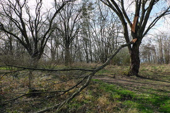Baum und gro&szlig;er abgebrochener Ast an Waldweg - Stockfoto