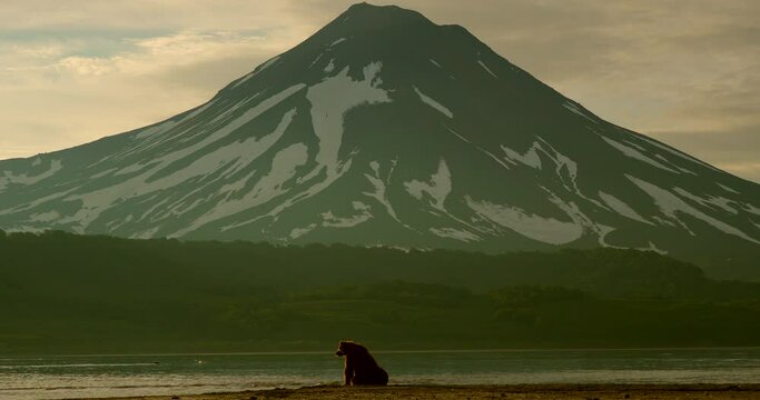 Brown bears on the Kuril Lake in Kamchatka in Russia. Kamchatka Peninsula.