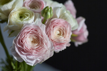 Spring flowers bouquet. Pink and white ranunculus flowers isolated on gray background. Beautiful buttercup bouquet.