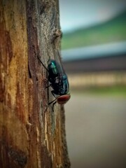 fly on a leaf
