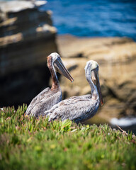 pelican in the grass