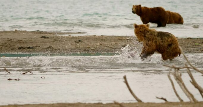 Brown bears hunting salmon on the Kuril Lake in Kamchatka in Russia. Kamchatka Peninsula.