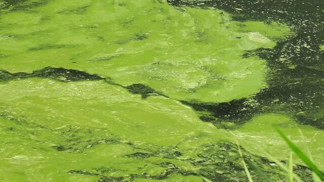 Global pollution of the environment and water bodies. Dirty green water, flowering, reproduction of phytoplankton, algae in the lake, river, poor ecology
