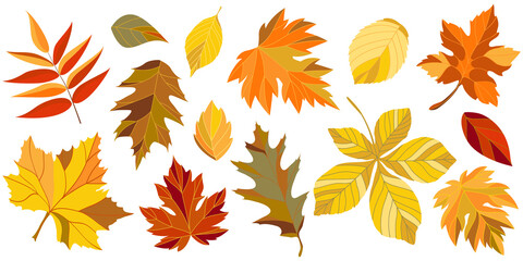 collection of autumn leaves