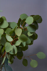 Branches of eucalyptus in vase on table on gray background. Home decor. Blog, website or social media concept.