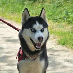 Chien husky de Sibérie .