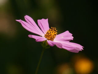 Garden kosmos flower (Cosmos bipinnatus) - pink cosmos flower close up, Kiev, Ukraine © Slawina