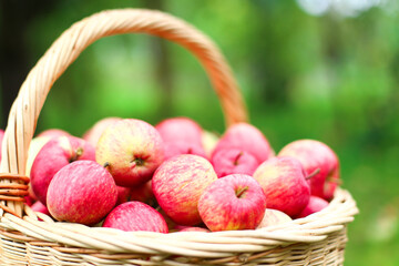 Organic red, pink apples in wicker basket outdoor in orchard. Autumn beautiful garden with green Grass. Harvest season concept. Harvesting, picking healthy fruits in summer. Self-cultivation. Card