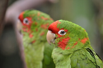 Mitret Parakeet