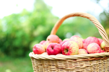 Organic red, pink apples in wicker basket outdoor in orchard. Autumn beautiful garden with green Grass. Harvest season concept. Harvesting, picking healthy fruits in summer. Self-cultivation. Card