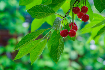 Raindrops on ripe cherries and leaves. The sun is reflected in drops. Ukrainian garden after the summer rain. Copy space.