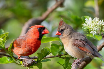Northern Cardinal Pair Perched in Chinese Fringe Tree in Spring in Louisiana
