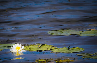 A water lily blooming on a hot summer's day. 