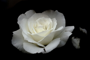 Closeup of a white rose on a black background