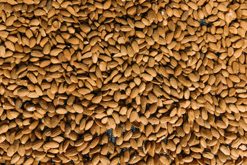 Apricot kernels at the roasting plant