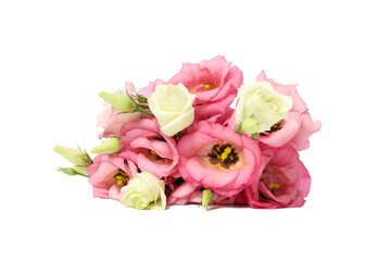 Beautiful eustoma flowers isolated on white background