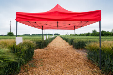 demo sites, tent with new varieties of grain crops with pointers, selection and research programs